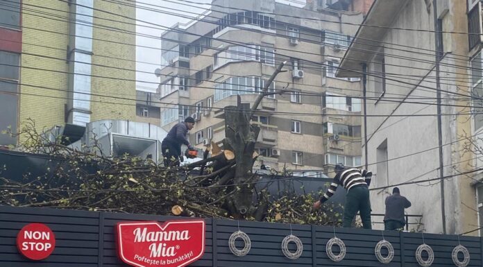 Patronul Mamma Mia a tăiat trei arbori pentru extinderea terasei ilegale din centrul Iașului