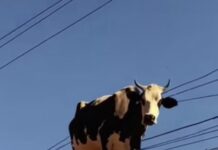 Lamborghinărie, dulce merde-lodie