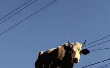 Lamborghinărie, dulce merde-lodie