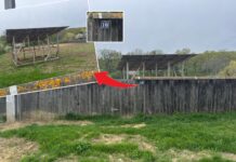 Contract de 600.000 de lei pentru o firmă cu punct de lucru într-o colibă. Noi dezvăluiri despre conflictul de interese de la vârful DSVSA