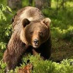 Radio Iași: Patru alerte RO-ALERT în 24 de ore din cauza unui urs la Piatra Neamț. Animalul a fost împușcat