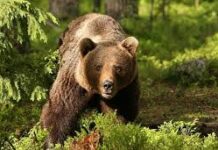 Radio Iași: Patru alerte RO-ALERT în 24 de ore din cauza unui urs la Piatra Neamț. Ursul a fost împușcat