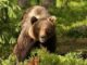 Radio Iași: Patru alerte RO-ALERT în 24 de ore din cauza unui urs la Piatra Neamț. Animalul a fost împușcat