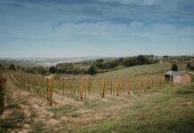 Gramma Wines investește aproximativ un milion de euro și transformă crama din Iași într-o destinație pentru experiențe premium, enoturism și evenimente